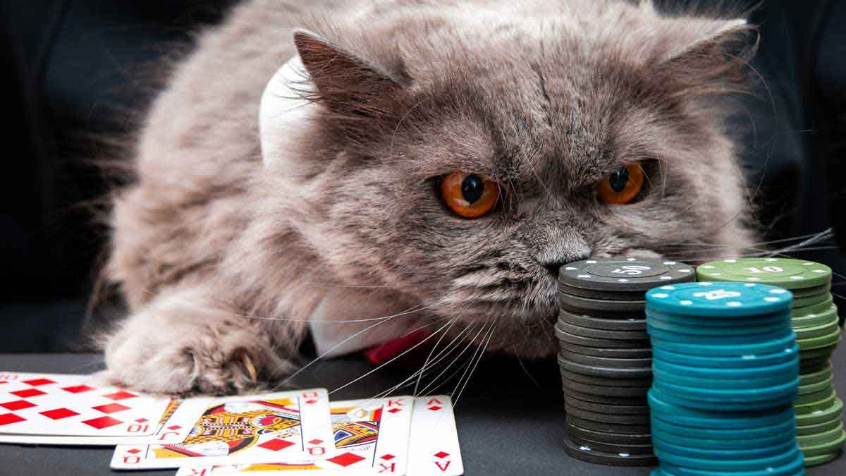 Poker Pet Peeves